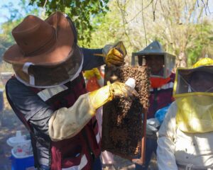Sefader-combate-plagas-en-apiarios-de-la-Costa-continúan-acciones-de-sanidad-animal-1.jpeg